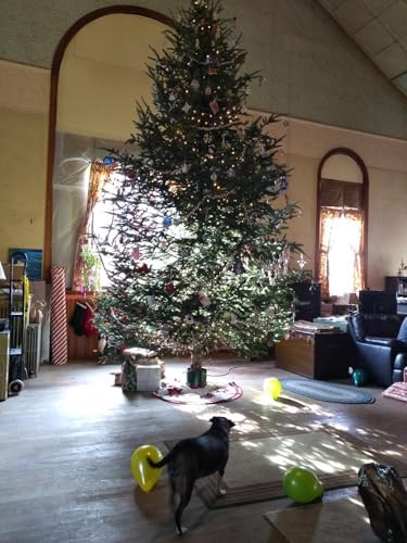Goliath Welded Steel Christmas Tree Stand for Live Trees 8 to 16 Foot - Image 3